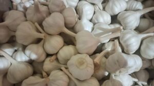 Riya-Van-Variety-Of-Garlic