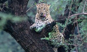 0.70211900_1709201036_leopard_india